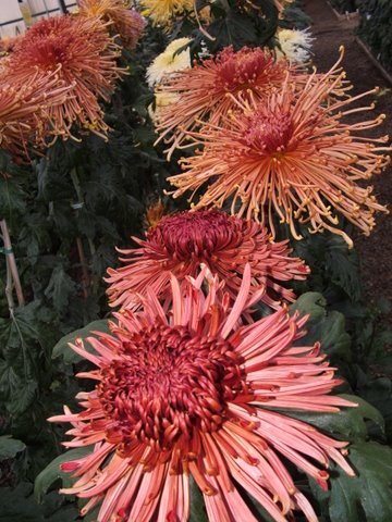 dscf3693.jpg